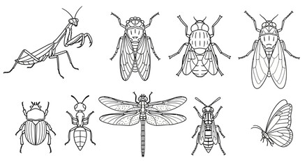 Collection of line art drawings of various insects on a white background © milenialdesastudio