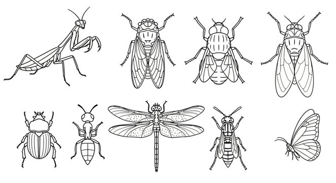 Collection of line art drawings of various insects on a white background