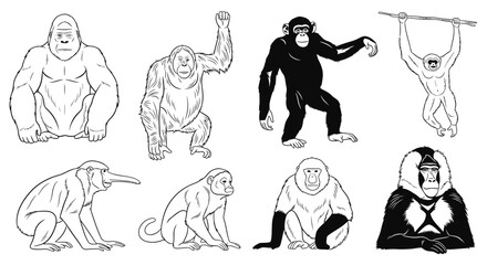 Collection of primate and ape illustrations © milenialdesastudio