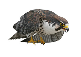 A brown and white bird with orange legs isolated on transparent background