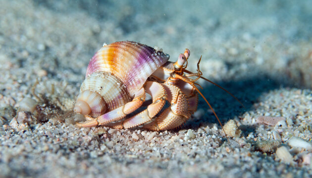 A macro closeup of a tiny hermit crab carrying its seashell home across the tropical sand toward the summer sea