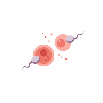 Flat Design Fertilization Process Illustration of Sperm and Egg Cell Fusion