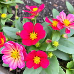 Obraz premium Colorful Blossoms of Portulaca grandiflora with Overlapping Petals