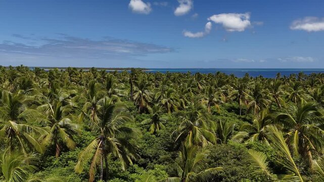 Top-down drone flight over a vast palm grove covering the entire island of Eua, Kingdom of Tonga, revealing dense tropical canopy forming a striking natural pattern in vibrant emerald tones.
