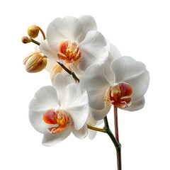 Obraz premium Delicate white phalaenopsis orchid flowers and buds with vibrant orange and pink centers against a