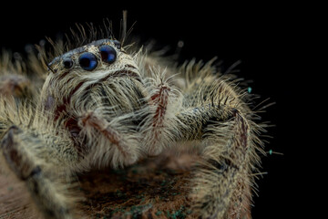 Fototapeta premium spider on a black background