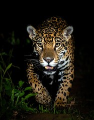 Fototapeta premium A large cat with distinctive markings crouches low in the grass