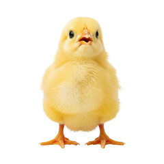 Obraz premium Adorable fluffy yellow chick standing on a white background looking directly at the camera.