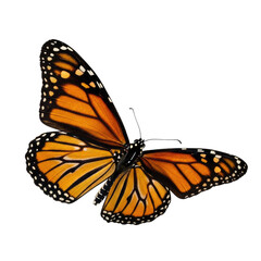 Obraz premium Monarch butterfly with vibrant orange wings and black patterns isolated on white background.