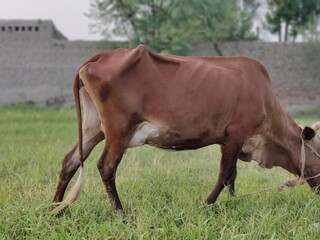 Fototapeta premium dark brown cow in meadows eating grass