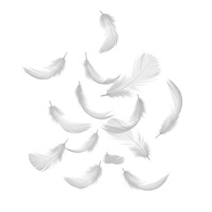 Fototapeta premium Soft White Feathers Floating Gently on a Pure Background.