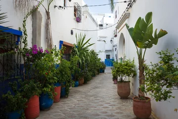Fotobehang Smal steegje Narrow alley with potted plants and whitewashed walls in the Medina of Asilah, Morocco, showcasing traditional charm  © art_of_line