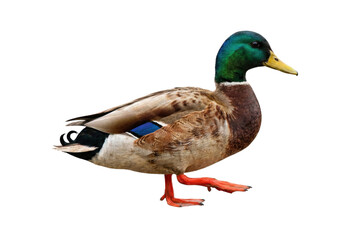 Obraz premium Male mallard duck with iridescent green head, brown body, and orange feet walking on a white background