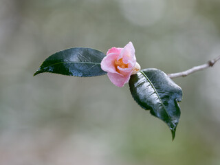 可憐な淡紅色の数寄屋椿