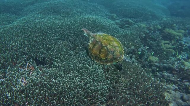 Seekor penyu laut berenang dengan tenang di antara formasi terumbu karang yang padat dan alami.