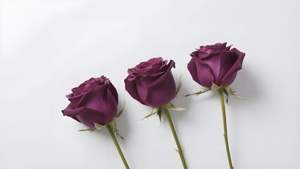 Fototapeta premium Three stunning purple roses on white background for romantic gestures
