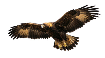 Obraz premium Golden eagle in flight with wings spread, isolated on a clean white background