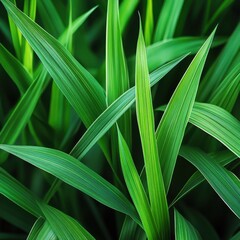 Fototapeta premium Macro View of Overlapping Green Sugarcane Leaves