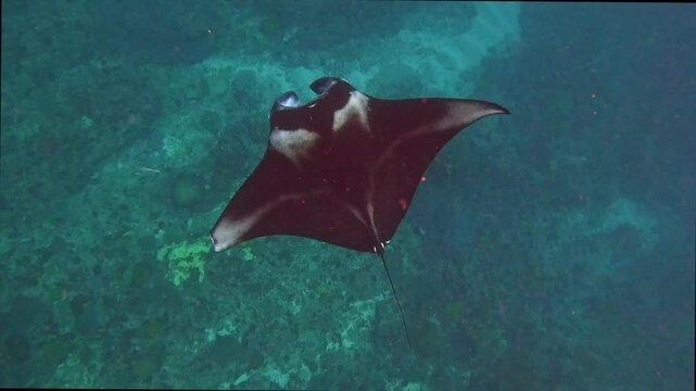 Majestic giant manta rays swim gracefully over tropical coral reefs.