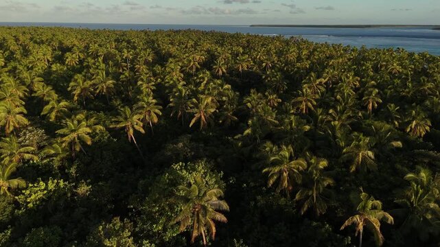 Top-down drone flight over a vast palm grove covering the entire island of Eua, Kingdom of Tonga, revealing dense tropical canopy forming a striking natural pattern in vibrant emerald tones.