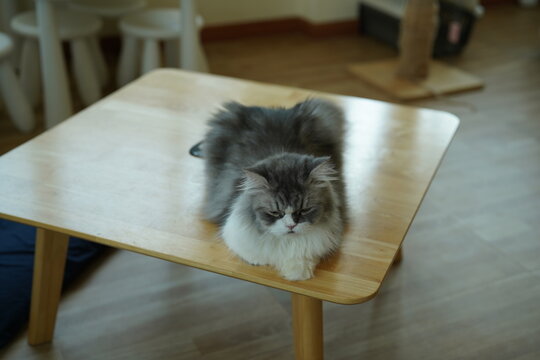 Portrait of beautiful Siberian cat .