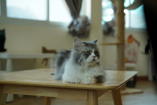 Portrait of beautiful Siberian cat .