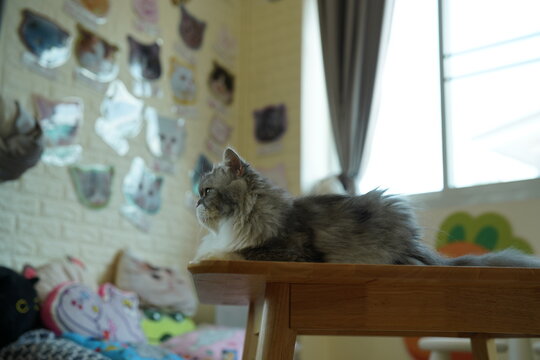 Portrait of beautiful Siberian cat .