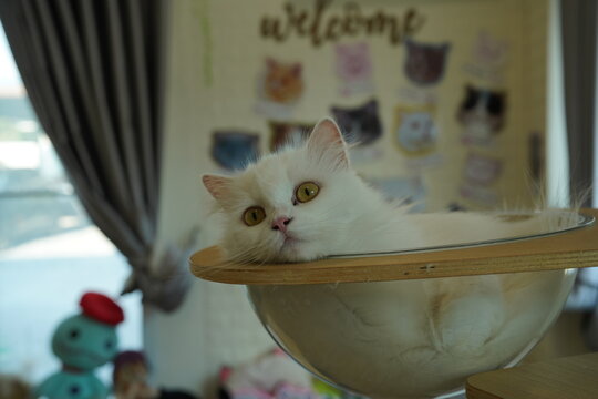 Portrait of beautiful Persian cat