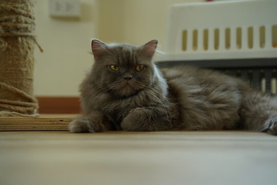 Portrait of beautiful Siberian cat .