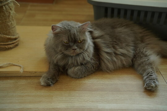Portrait of beautiful Siberian cat .