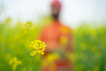 Obraz premium indian farmer standing at mustard agriculture field