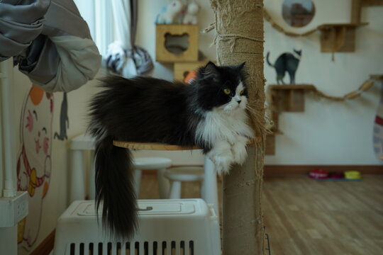 Portrait of beautiful Persian cat