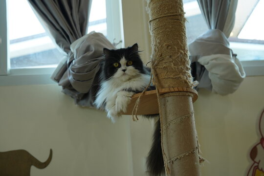 Portrait of beautiful Siberian cat .