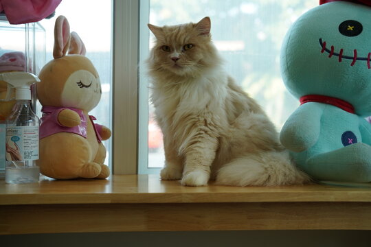 Portrait of beautiful Siberian cat .