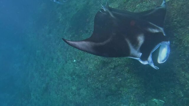 Majestic giant manta rays swim gracefully over tropical coral reefs.