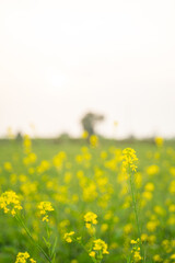 mustard agriculture field in sunlight
