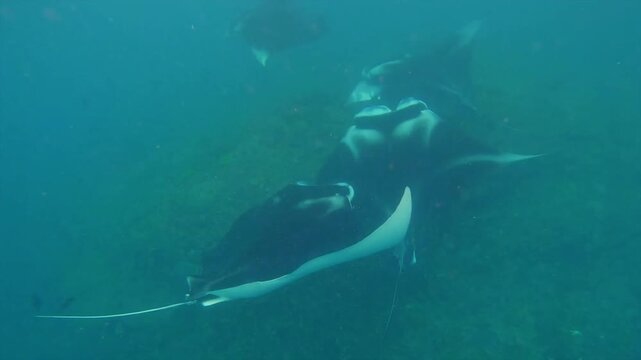 A group of majestic giant manta rays swim gracefully over a tropical coral reef.