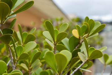 Obraz premium A plant known as Clusia Rosa in a garden in Rio de Janeiro.