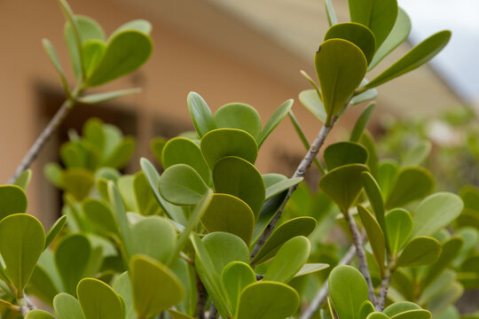 A plant known as Clusia Rosa in a garden in Rio de Janeiro.