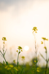 Obraz premium mustard agriculture field in sunlight