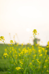 Fototapeta premium mustard agriculture field in sunlight