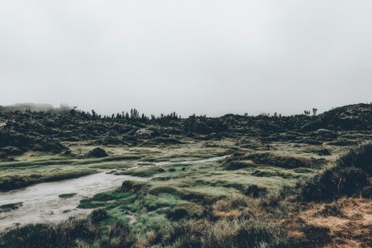 Misty, flat landscape with stream and scrubby vegetation