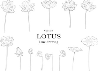 ハスの花と蕾と花托の線画ベクターイラストセット