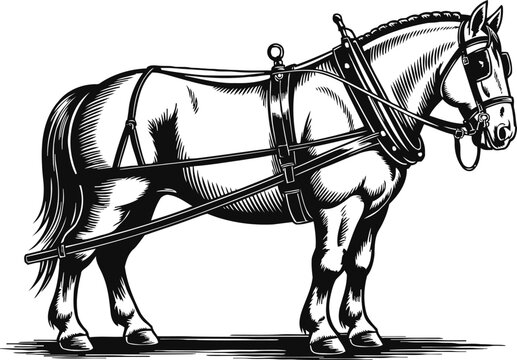 draft horse with harness standing sideways heavy work horse illustration in black and white