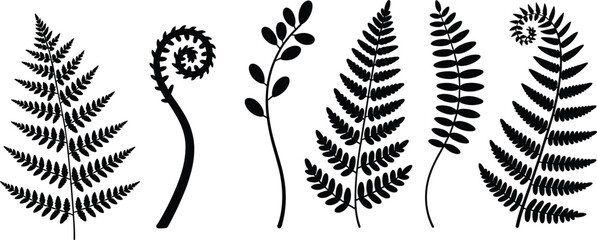 Botanical fern silhouette set, black vector illustration of tropical foliage leaves and fiddlehead fronds isolated on white background minimalist nature design clipart © Hello World