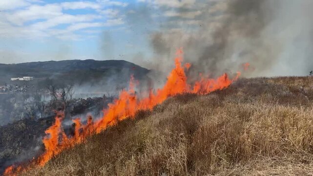  Cinematic POV of traditional grassland burning at Akiyoshidai plateau in Japan 13 (4K)	
