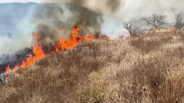 Cinematic POV of traditional grassland burning at Akiyoshidai plateau in Japan 15 (4K)	