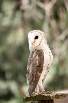 the barn owl is stanging on a perch