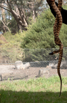 this is a black headed python