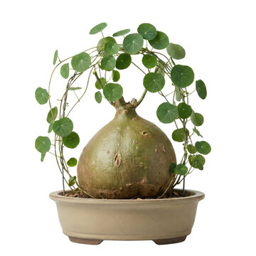 Stephania Erecta caudex plant with trellis hoop
